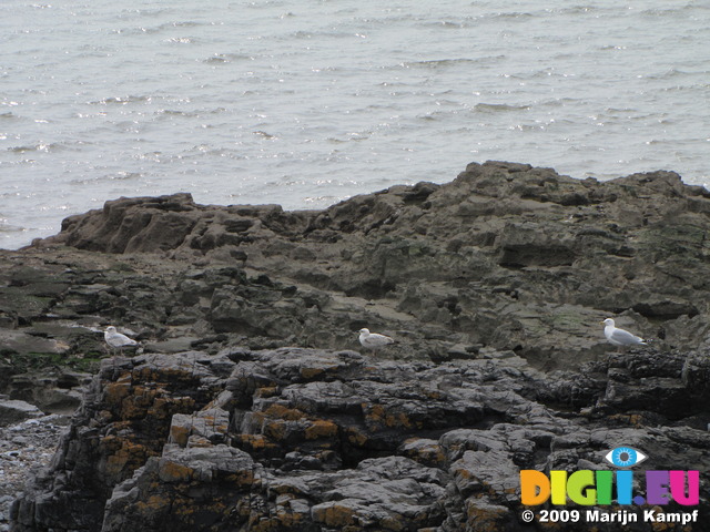 SX05237 Three Herring Gulls (Larus argentatus) lined up on rocks